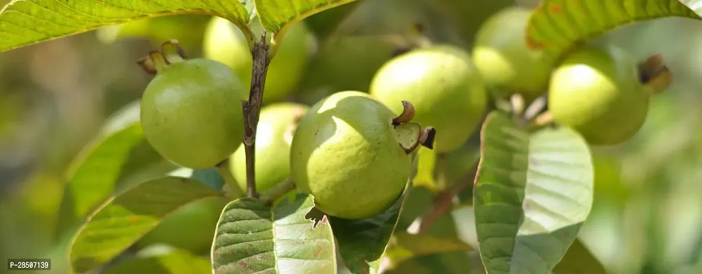 Guava Plant  GUOG01