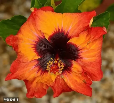 Rose Plant  Hibiscus Orange and BLack CF 20141-thumb0