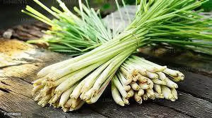 Lemon Grass Plant  Lemongrass Model name Fever grass Plant-thumb0