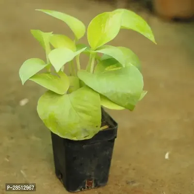 Natural Live Plant for Home Garden-thumb0