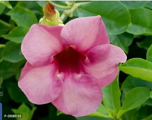 Mandevilla Plant  Mandevilla XPb8-thumb0