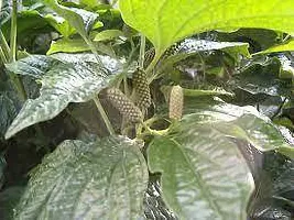 Natural Live Plant for Home Garden-thumb1