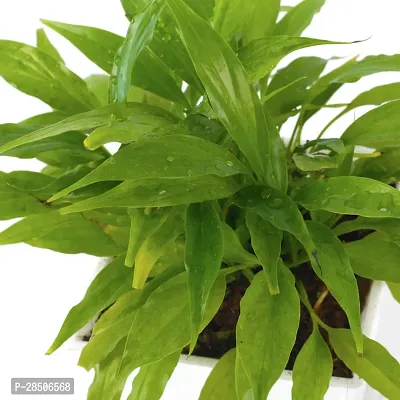 Peace Lily Plant  Peace Lily With White Pot-thumb2