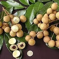 Litchi Plant  Longan  Litchi   Plant-thumb2