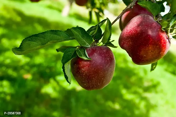 Apple Plant  Apple fruit Plant