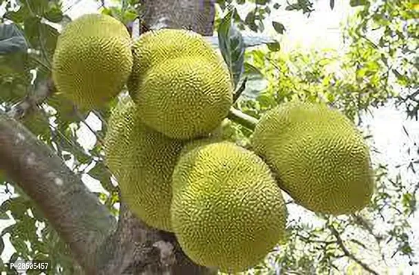 Jack Fruit Plant  bihar red fruit Plant-thumb0