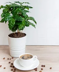 Earth Angels Coffee Plant Live Plant Coffee Tree High Yield Hybrid Rare Robusta Bean Kaappi Very Tasty For Roof Gardening Plant(1 Healthy Live Plant)-thumb1