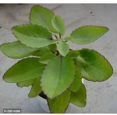 Natural Live Plant for Home Garden-thumb0