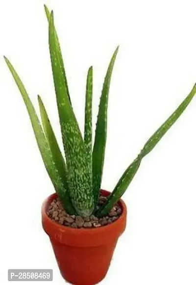 Aloe Vera Plant  Aloevera xPlant genic06-thumb0