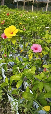 Hibiscus Plant  hibiscus RED-thumb1