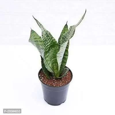 Snake Plant  Snake Plant-thumb0