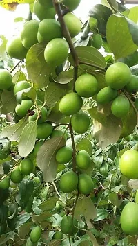 Apple Plant  australian green apple ber-thumb2