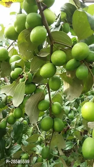 Apple Plant  australian green apple ber-thumb3