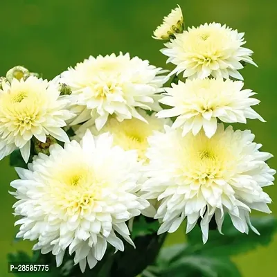 Chrysanthemums Guldavari Plant  Chrysanthemum 1823-thumb0