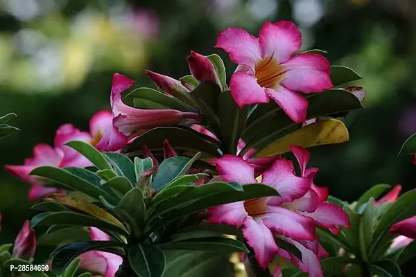 Adenium Plant  ADENIUM A2 Plant-thumb0