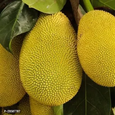 Jack Fruit Plant  Kathal Plant heaven188-thumb0