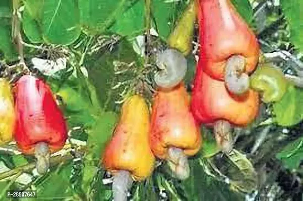 Cashew Apple Plant  KajuPlant  XOxygreenPlant