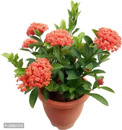 Earth Angels Trothic IxoraChethi Plant Rs-ixora-thumb0