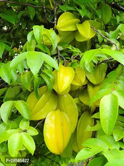 Star Fruit Carambola Grafted Plant  Sweet KamrakStar FruitCarambola Tree Plant  Saplings Hybrid Grafted Suitable for Bonsai 30 cm-thumb0