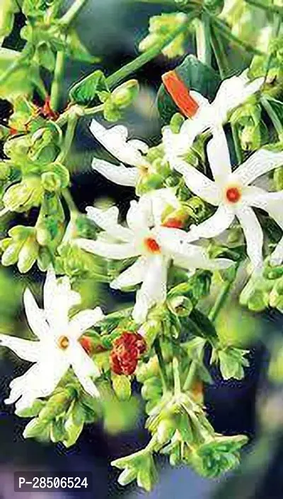 ParijatHarsingar Plant  Shefali flower Plant-thumb0