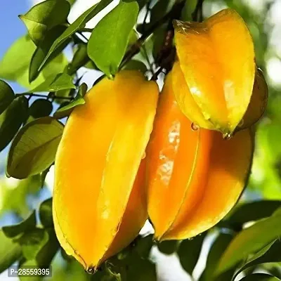 Earth Angels Star Fruit Carambola Grafted Plant Grafted Carambola Fruit Plants-thumb0