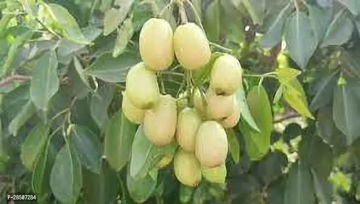 Jamun Plant  white jambolan Plant-thumb3