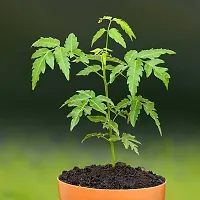 Natural Live Plant for Home Garden-thumb2