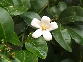 Madhu Kamini Plant  Murraya paniculata   Kamini 02-thumb1