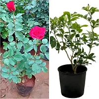 Rose Plant  Rose Pack 2 Xnursery house-thumb1