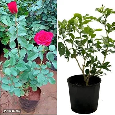 Rose Plant  Rose Pack 2 Xnursery house-thumb2