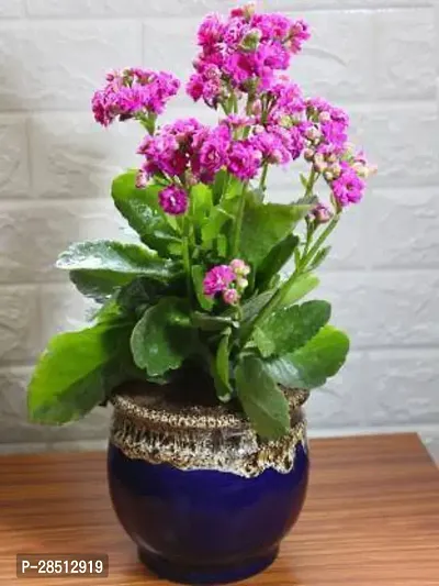 Natural Live Plant for Home Garden-thumb0