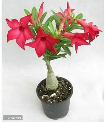 Adenium Plant  Adenium Plant-thumb0