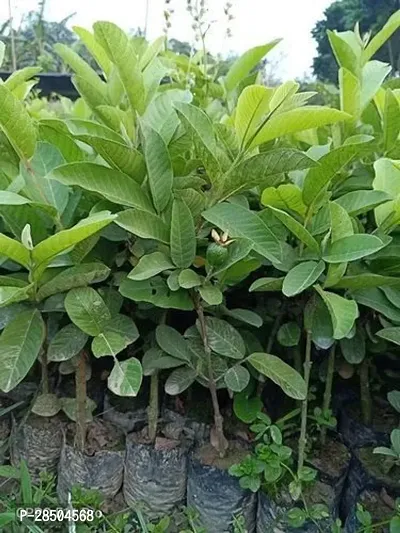 Guava Plant  Hybrid Guava Plant  G 6
