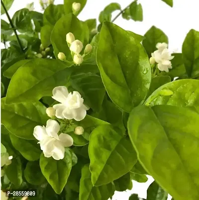 Earth Angels Jasmine Plant Jasmine Mogra Live Plant-thumb0