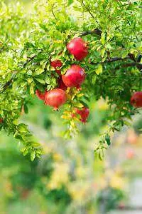 Pomegranate Plant  Anar fruit Plant-thumb2