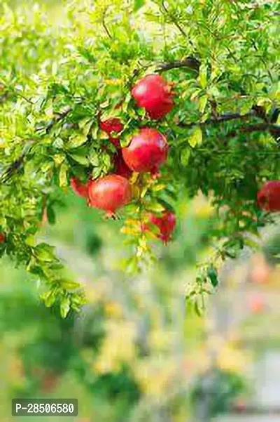 Pomegranate Plant  Anar fruit Plant-thumb3