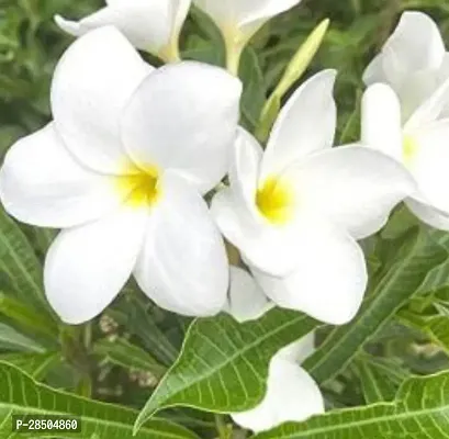 Plumeria Plant  Kath Chapa K01-thumb0