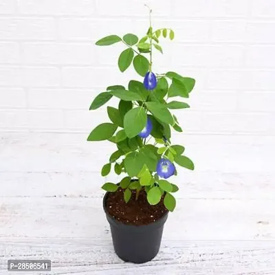 Aparajita Butterfly Pea Plant  sankhpuspi 01-thumb0