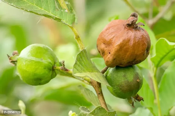 Guava Plant  Guava Plant heaven113