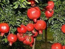 Pomegranate Plant  Pomegrante Bhagwa supar Plant-thumb1