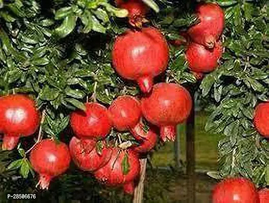 Pomegranate Plant  Pomegrante Bhagwa supar Plant-thumb2