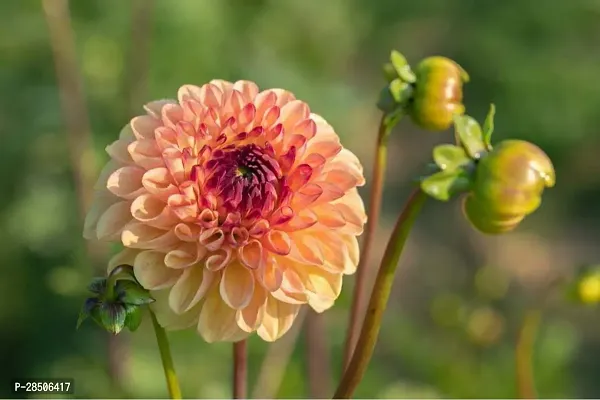 Davallia Fejeensis Plant  ORANGE DHALIA Plant