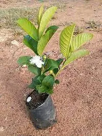 Natural Live Plant for Home Garden-thumb2