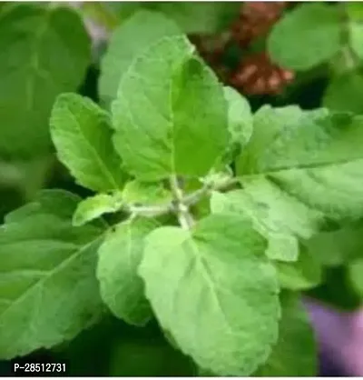 Natural Live Plant for Home Garden-thumb3