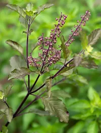 Tulsi Plant  Plant  THULASI-thumb2