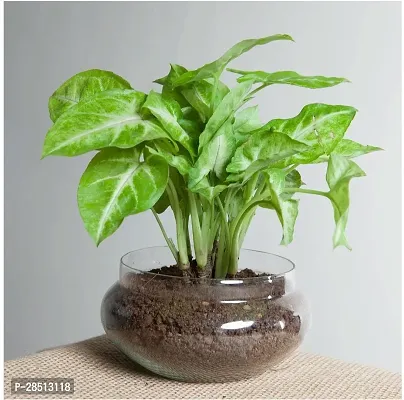 Natural Live Plant for Home Garden-thumb0