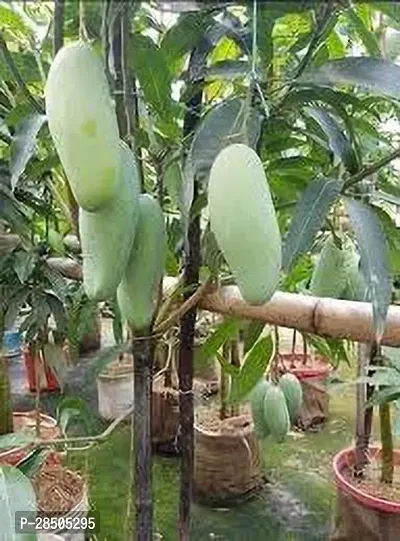 Mango Plant  Hybrid original grafted banana mango fruit Plant live Plant-thumb0