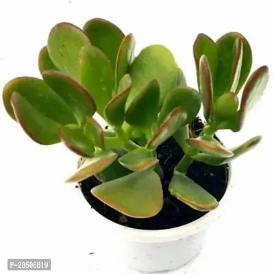 Crasulla Ovata Plant  Crassula Ovata-thumb3