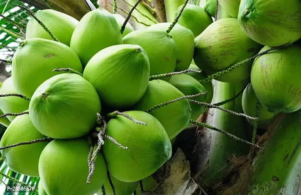 Coconut Plant  Andaman Coconut Plant 411