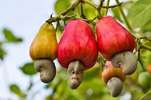 Cashew Apple Plant  KajuPlant  XOxygreenPlant-thumb1